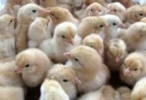 家禽养殖过程中如何给雏鸡正确使用开口药？