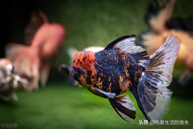 金鱼鳞片掉了露肉