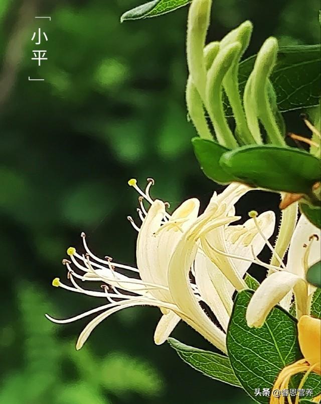 鐤插姵涓撲笟钀ュ吇璋冪悊鍏泭绉戞櫘