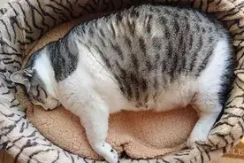 “养猪”小能手们，对照一下看看，你家的猫咪超重了吗？图片