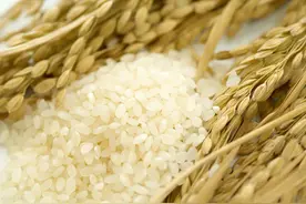 粮食安全的核心是种子安全图片