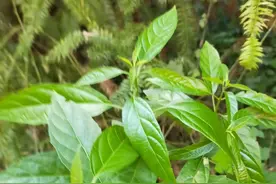 这12种野菜你吃过吗？有一种是日本栽培常用菜，在中国却是野菜图片