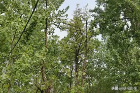 农村洋槐花成了稀罕物，树木被勾得惨不忍睹，花儿价格上涨图片