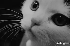 用手机如何给宠物主子拍美照？这个方法，绝对有腔调图片