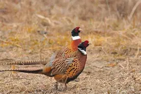 东北野鸡泛滥成灾，农民讨厌却无可奈何，味道鲜美为何不抓来吃？图片