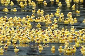 28000只小黄鸭坠入海洋，开启环球之旅，证明核废水必会污染全球图片