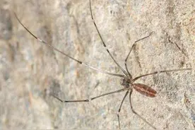 家里、宿舍角落常见的几种蜘蛛，最离谱的还有人网购回家养着图片