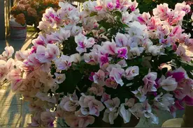 我的三角梅是死了吗？快到五一了还不发芽图片