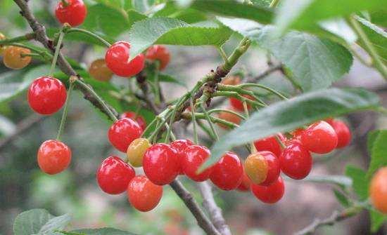 妯辨閲囧悗绠″緱濂?鏉ュ勾鑵板寘榧撳緱鍦? onerror=