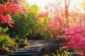 独山将军镇最高山峰叫黄巢尖，春天开满映山红，风光无限图片
