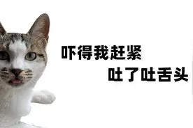 科学撸猫：高能警告，这些食物对猫咪是剧毒，但你知道原因吗？图片