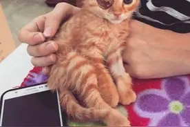 韩国一只独眼小橘猫，被领养后遇到了一辈子的好朋友，神似双胞胎图片