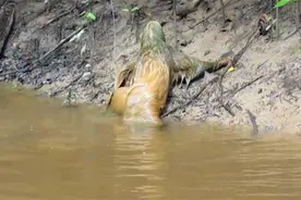 传闻中的"水猴子"，最危险的事情是拉屎，一半同类死在拉屎的路上图片