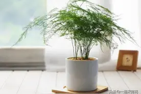 家里养了5种花，狠狠修剪长势好，舍不得剪开花越来越少图片