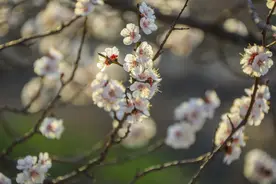 山村花开如云，青岛这个藏在山沟里的村庄，能与梦里桃源媲美吗？图片