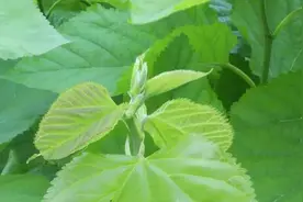 瞄准全身都是宝的蛋白桑，加速一二三产业融合，奉献绿色健康食品图片