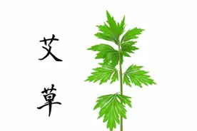 中药古今研究：艾叶图片