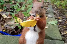 大叔几年前救了一只松鼠，却被它赖上了：你陪我一程，我念你一生图片