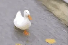 试管婴儿移植后胚胎会不会突然掉下来？图片