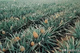 历史涨知识：凤梨菠萝菠萝蜜，傻傻分不清，从历史角度分清三兄弟图片