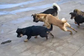 学好这几招，让你在一窝幼犬中挑到“狗王”图片