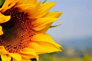 为何只有春分、秋分，却没有夏分、冬分?3首秋分古诗，平分秋色图