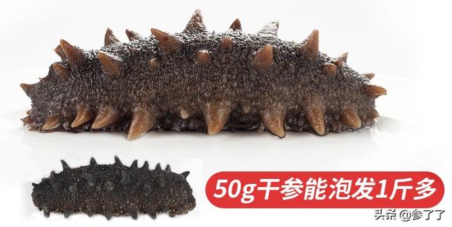 花胶纹海参怎样做好 2026年花胶纹海参怎样做好吃视频