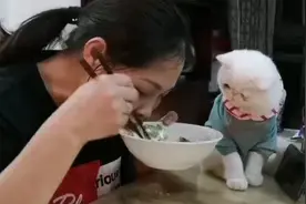 谁都逃不过“真香定律”，当猫咪盯着妈妈吃饭，妈妈反应是这样的图片