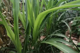 甜杆节。小毛桃。小枣。见过吗图片