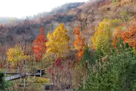 秀色满山，疏木绿黄，来百望山感受流年暗换的初冬雅趣吧图片
