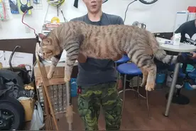 医生说小猫骨架有点大，结果长大后27斤体长约1米图片