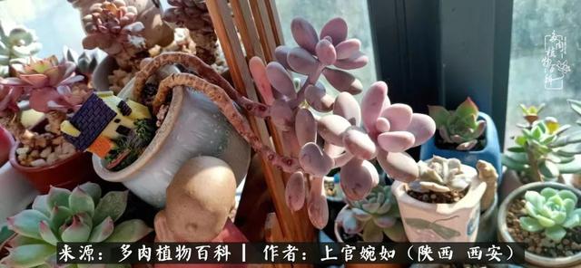 一入肉坑深似海之，我与多肉的不解之缘