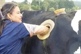 美国人残忍的养牛方式，肚子上挖了个大洞，背后究竟隐藏着什么？图片