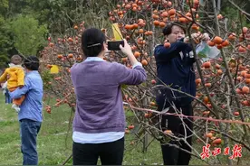 到华农摘果子去！“苹果脆柿”熟了，看着是柿子吃起来像苹果图片