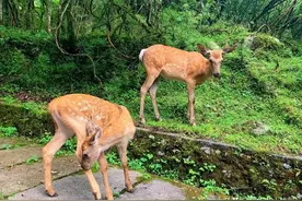 成都周末两日游，二郎山喇叭河避暑胜地，可以亲密接触野生动物图片