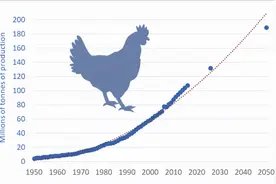 世界是如何一步步被鸡“占领”的？图片