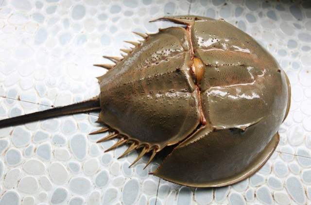 鲎怎么读 鲎怎么读音是什么-小常识-脚轮生活