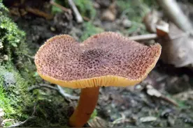 网传毒蘑菇识别方法不靠谱 杭州市场监管局发出采食野生蘑菇警示图片