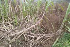 道法自然，跌倒了，爬起来，永远向上生长，拒绝躺平图片