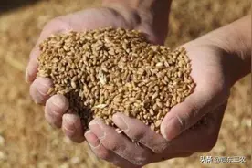 小麦收购价格持续上涨，小麦收购商难以收到小麦，为什么会这样？图片