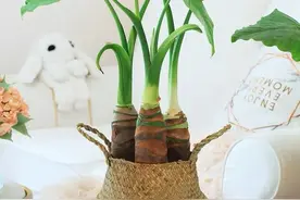 都说滴水观音有毒，为什么还有人在家养？看完你就懂了图片