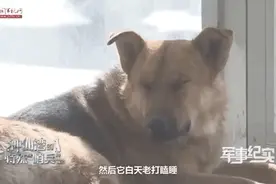 “哨兵”！你打瞌睡的事儿藏不住啦图片