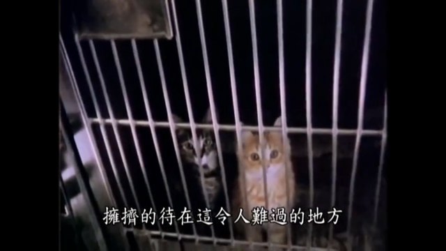 疯了，为了推荐这部电影，他绑架了13个人