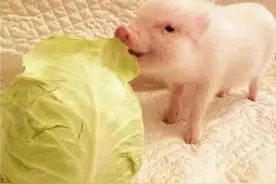 比芯片更难搞定，我国种猪依赖进口，一旦被卡后果不堪设想图片