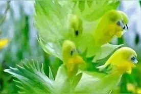 这些世上罕见的奇花异草 一辈子难得一见图片