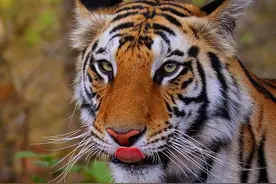 班达嘉虎王战记38章：交际花一般的母老虎，日常派发绿帽图片