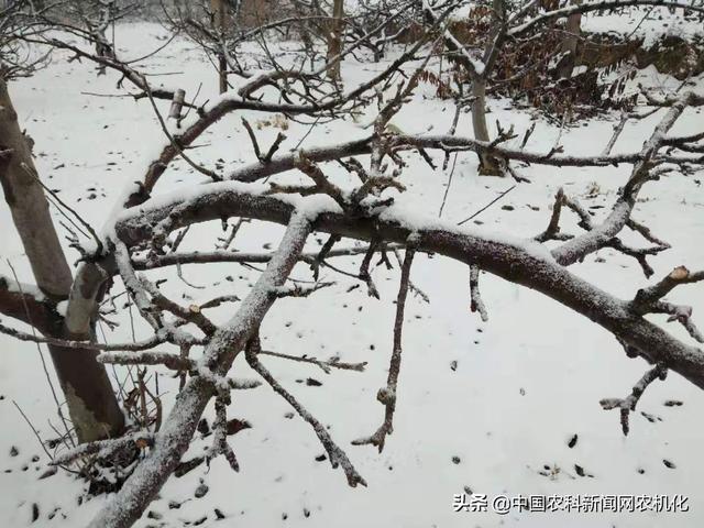 花椒树如何预防倒春寒？大致可分三大类