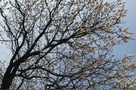 为（傻）鲈鱼正名…图片