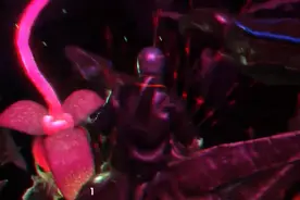 看上去让人难受，《方舟生存进化》Z异种植物相貌奇丑令人发晕图片