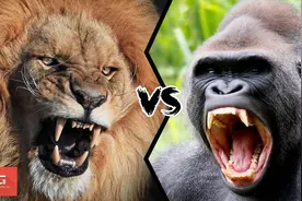 银背大猩猩与非洲雄狮之间的较量，是势均力敌还是单方面碾压？图片